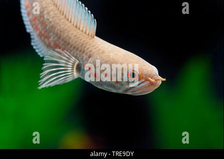 Lal Cheng Snakehead (Channa andrao), swimming, side view Stock Photo