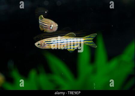 Zebra danio, Zebrafish (Brachydanio rerio, Danio rerio), swimming, side view Stock Photo