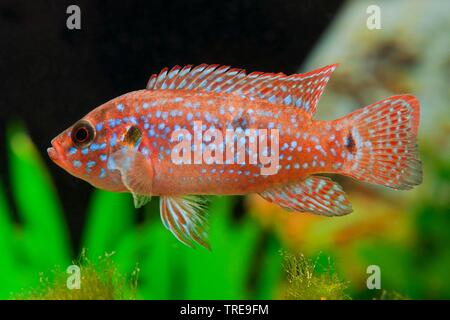 Blood Red Jewel fish, Blood Red Jewel (Hemichromis lifalili), swimming, side view Stock Photo