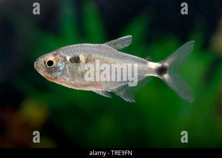 beacon fish, beacon tetra, head-and-taillight tetra (Hemigrammus ...