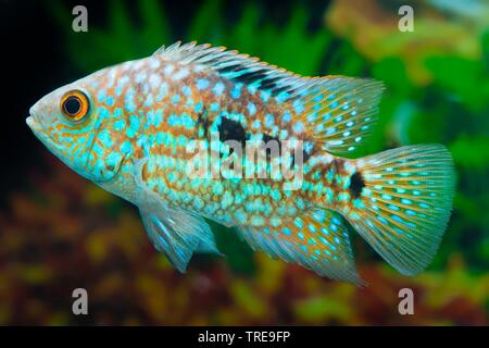 Pearl cichlid hot sale for sale