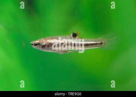 least killifish (Heterandria formosa), swimming, side view Stock Photo
