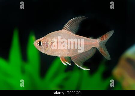 Rosy tetra (Hyphessobrycon rosaceus), swimming, side view Stock Photo