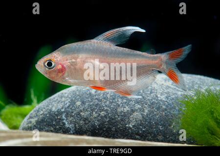 Rosy tetra (Hyphessobrycon rosaceus), swimming, breed form White Fin Stock Photo