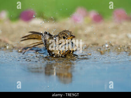 European robin (Erithacus rubecula), bathing squeaker, Italy, Aosta Stock Photo