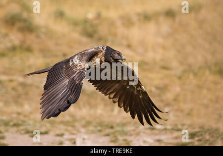 Lammergeier, Bearded Vulture (Gypaetus barbatus), juvenile, Italy Stock Photo