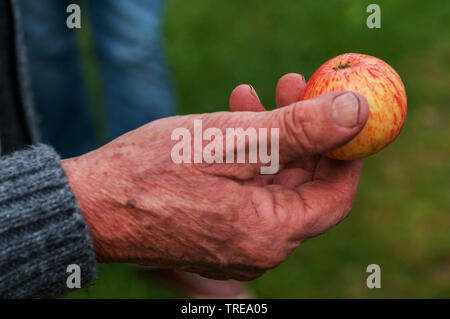 different apple cultivars are presented, Germany, Schleswig-Holstein Stock Photo