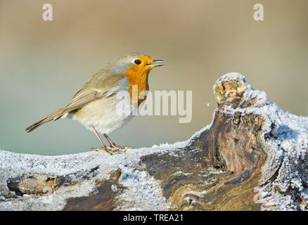 European robin (Erithacus rubecula), singing on a branch, Italy Stock Photo