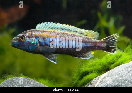 Golden mbuna, Auratus cichlid, Malawi golden cichlid (Melanochromis auratus, Pseudotropheus auratus), male Stock Photo