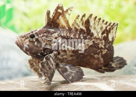 leaf goblinfish (Neovespicula depressifrons), on a stone under water, side view Stock Photo