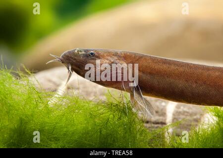 Cinnamon Loach Pangio Pangia Side View Stock Photo Alamy
