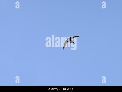 White-throated swift (Aeronautes saxatilis saxatilis), in flight, North America Stock Photo