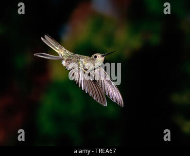 sombre hummingbird (Aphantochroa cirrochloris), in flight, Brazil Stock Photo