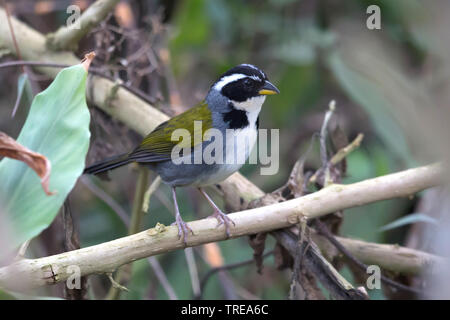 Half-collared Sparrow (Arremon semitorquatus), sitting on a branch, Brazil Stock Photo