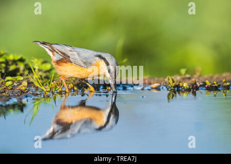 Eurasian nuthatch (Sitta europaea), drinks, with mirror image, Italy, Aosta Stock Photo