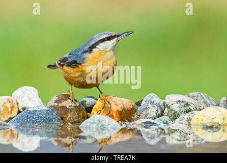 Eurasian nuthatch (Sitta europaea), on the shore, Italy, Aosta Stock Photo