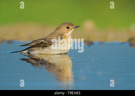 pied flycatcher (Ficedula hypoleuca), immature bathing, Italy, Aosta Stock Photo