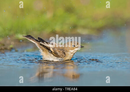 pied flycatcher (Ficedula hypoleuca), immature bathing, Italy, Aosta Stock Photo