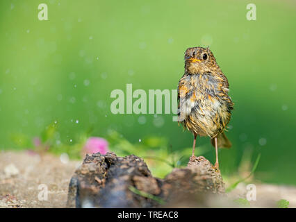 European robin (Erithacus rubecula), immature after bathing, Italy, Aosta Stock Photo