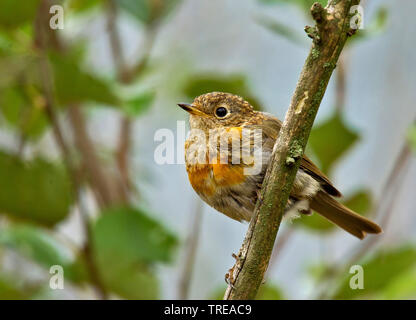 European robin (Erithacus rubecula), immature, Italy, Aosta Stock Photo