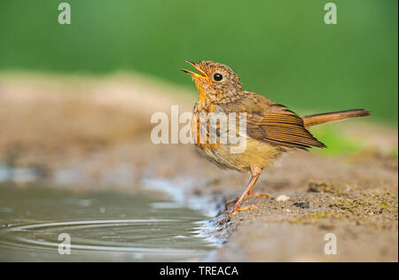 European robin (Erithacus rubecula), Immature drinks, Italy, Aosta Stock Photo