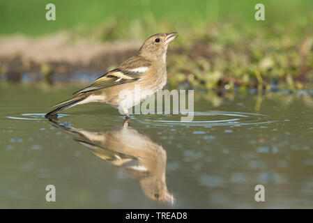 chaffinch (Fringilla coelebs), female standing in water, Italy, Aosta Stock Photo