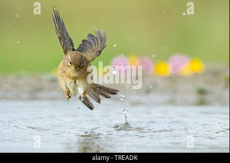 chiffchaff (Phylloscopus collybita), jumps in shallow water, Italy Stock Photo