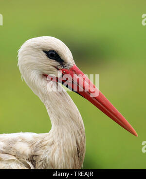 white stork (Ciconia ciconia), portrait, Spain, Extremadura Stock Photo