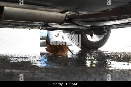 Eurasian woodcock (Scolopax rusticola), taking shelter under a car, Netherlands Stock Photo