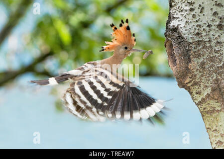 hoopoe (Upupa epops), adult flys to the breeding cave with caught prey, Italy, Aosta Stock Photo