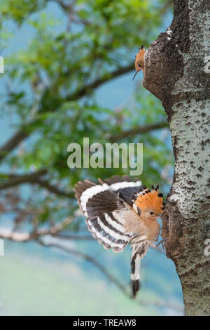 hoopoe (Upupa epops), two hoopoes in two breeding caves in a tree stem, Italy, Aosta Stock Photo