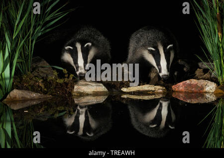 Old World badger, Eurasian badger (Meles meles), two badgers at the waterfront, front view, Italy Stock Photo