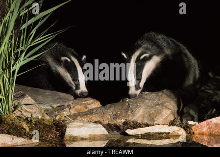 Old World badger, Eurasian badger (Meles meles), two badgers at the waterfront, Italy Stock Photo