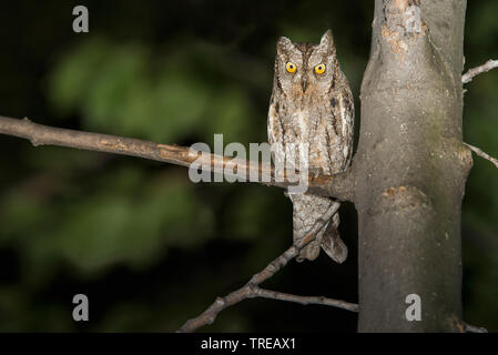 Eurasian scops owl (Otus scops), on a tree at night, Italy Stock Photo