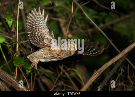 Eurasian scops owl (Otus scops), in flight at night, Italy Stock Photo