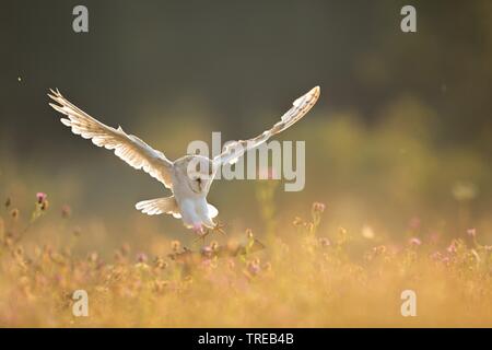 Barn owl (Tyto alba), approaching a branch in a blooming meadow, Czech Republic