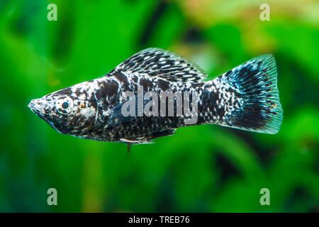 Mexican Molly, Marbled molly, Liberty Molly (Poecilia sphenops, Mollienesia sphenops), swimming, side view Stock Photo