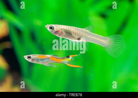 Endler's guppy, Endler's livebearer, Dovermolly (Poecilia wingei), pair swimming Stock Photo
