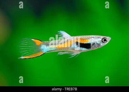 Endler's guppy, Endler's livebearer, Dovermolly (Poecilia wingei), swimming male Stock Photo