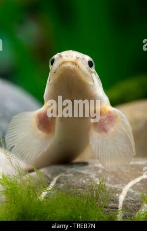 Senegal bichir, Nigeria Polypterus (Polypterus senegalus), swimming, front view Stock Photo
