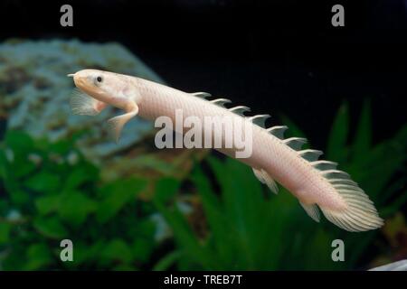 Senegal bichir, Nigeria Polypterus (Polypterus senegalus), swimming young fish, side view Stock Photo