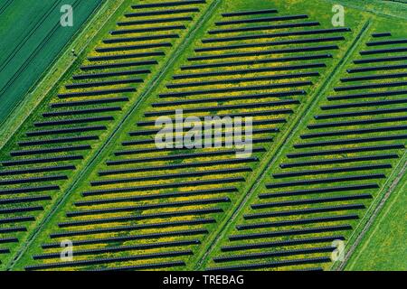 solar panales in a meadow in North Frisia, aerial view, Germany, Schleswig-Holstein, Northern Frisia Stock Photo