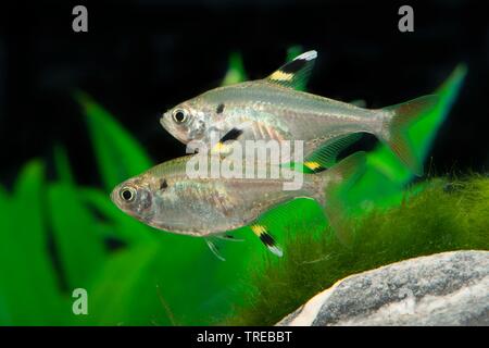 X-ray tetra, X-ray fish, pristella (Pristella maxillaris, Pristella