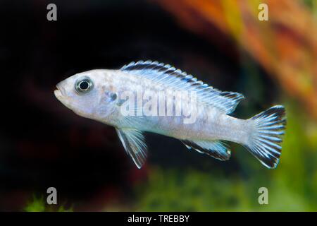 Demasoni Malawi-Cichlid (Chindongo demasoni, Pseudotropheus demasoni), swimming, side view Stock Photo