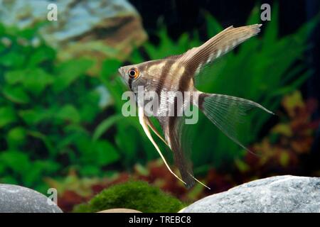 Freshwater angelfish, Longfin angel fish, Black angelfish, Scalare (Pterophyllum scalare, Platax scalaris), breeding form Zebra Stock Photo