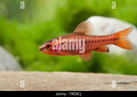 Cherry barb (Barbus titteya, Puntius titteya), swimming, side view Stock Photo