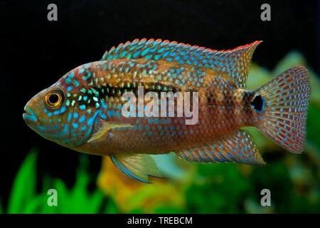 Jack Dempsey (Cichlasoma biocellatum, Cichlasoma octofasciatum), swimming, side view Stock Photo