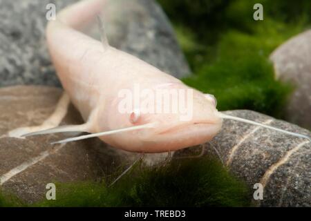 European catfish, wels, sheatfish, wels catfish (Silurus glanis), breeding form Albino Stock Photo