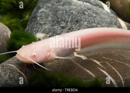 European catfish, wels, sheatfish, wels catfish (Silurus glanis), breeding form Albino Stock Photo