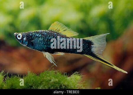 green swordtail (Xiphophorus helleri), breeding form Hamburger Stock Photo